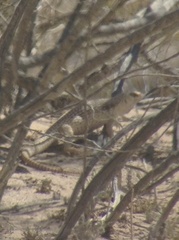 Dipsosaurus dorsalis