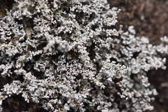 Stereocaulon