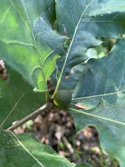 Amphibolips