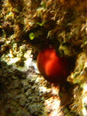 Actinia mediterranea