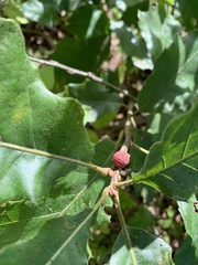 Kokkocynips imbricariae