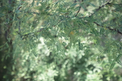 Vachellia constricta