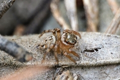 Evarcha
