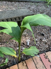 Canna indica