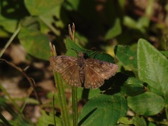 Erynnis