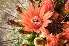 Ferocactus wislizeni