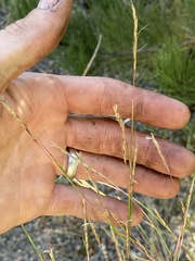 Pseudoroegneria spicata