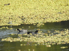 Fulica rufifrons