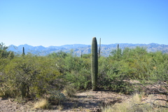 Carnegiea gigantea