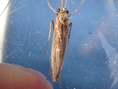 Rhyacophiloidea