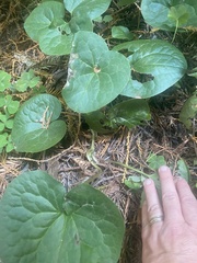 Asarum caudatum