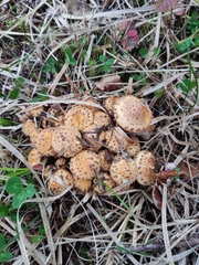 Pholiota