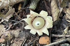 Geastrum triplex