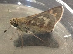 Atalopedes campestris