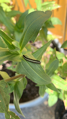 Spodoptera ornithogalli