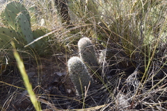 Mammillaria grahamii