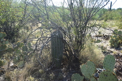 Carnegiea gigantea