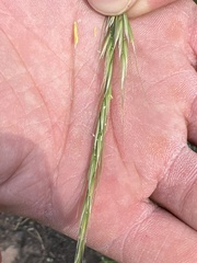 Elymus glaucus