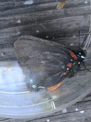 Atlides halesus