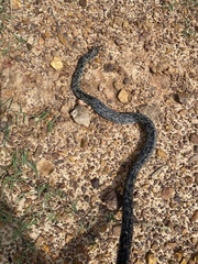 Coluber constrictor anthicus
