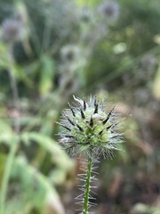 Dipsacus pilosus