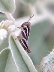 Melanoplus keeleri