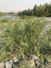 Salix exigua