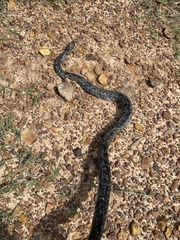 Coluber constrictor anthicus