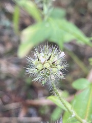 Dipsacus pilosus