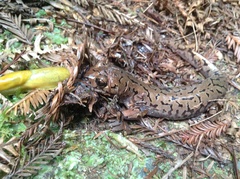 Dicamptodon tenebrosus