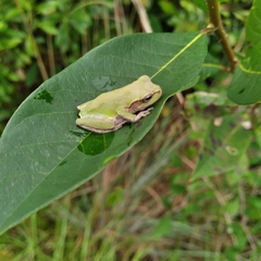 Hyla femoralis