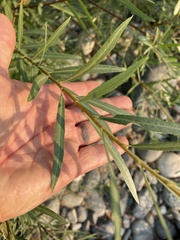 Salix exigua