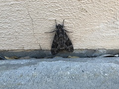 Agrius cingulata