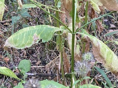 Dipsacus pilosus