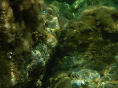 Diplodus sargus