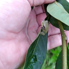 Hyla femoralis