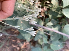 Pseudognaphalium macounii