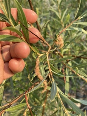 Salix exigua