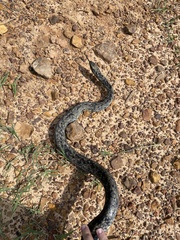 Coluber constrictor anthicus