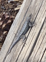 Sceloporus graciosus