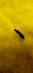 Oryzaephilus