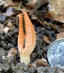 Pseudocolus fusiformis