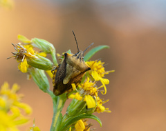Carpocoris fuscispinus