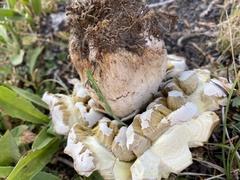 Butyriboletus abieticola