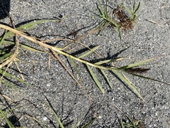 Distichlis spicata