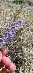 Salvia abrotanoides