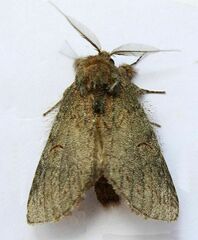 Cecrita lunata