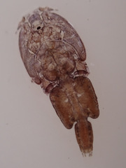 Caligidae