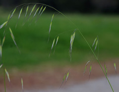 Avena barbata
