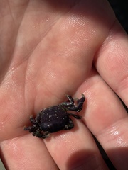 Hemigrapsus nudus